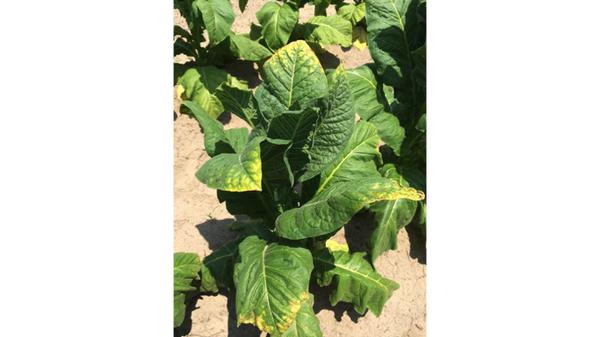 Field view of potassium deficiency.